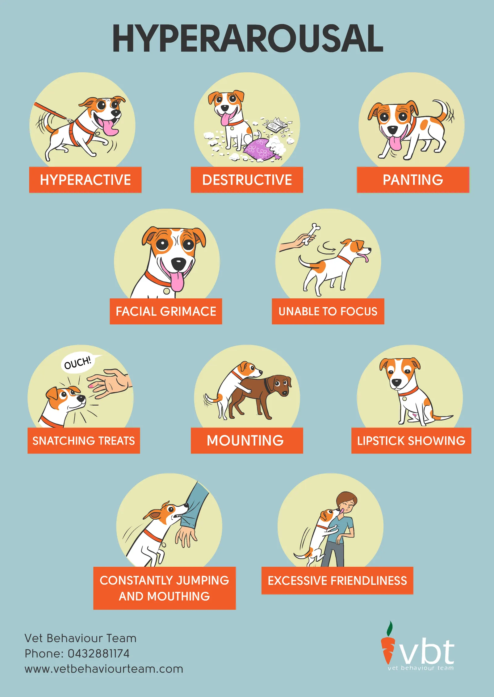 Does your dog seem 'hyper'?