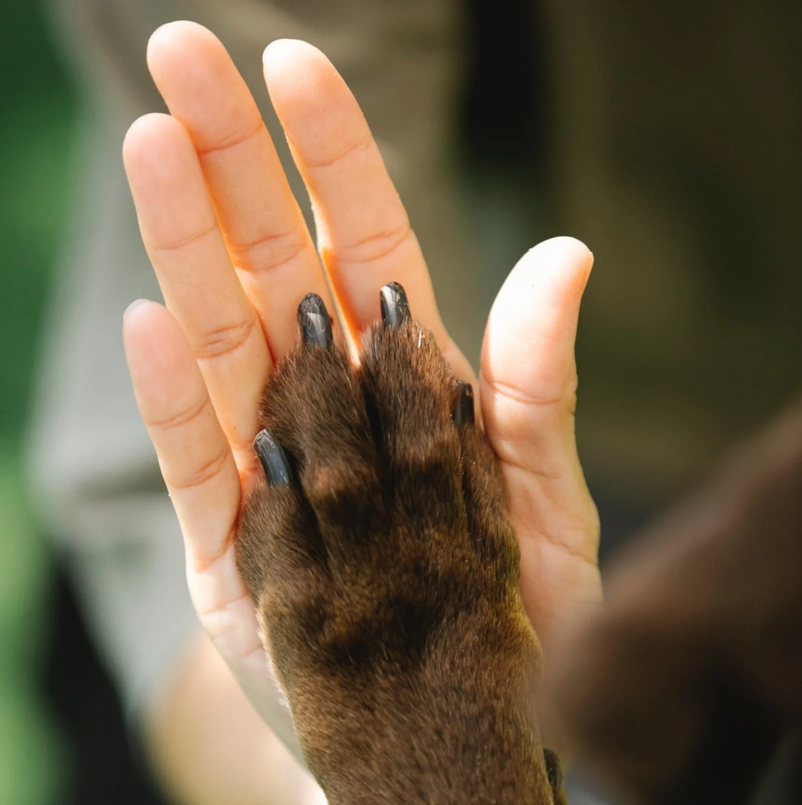A veterinarian gently examining a calm dog