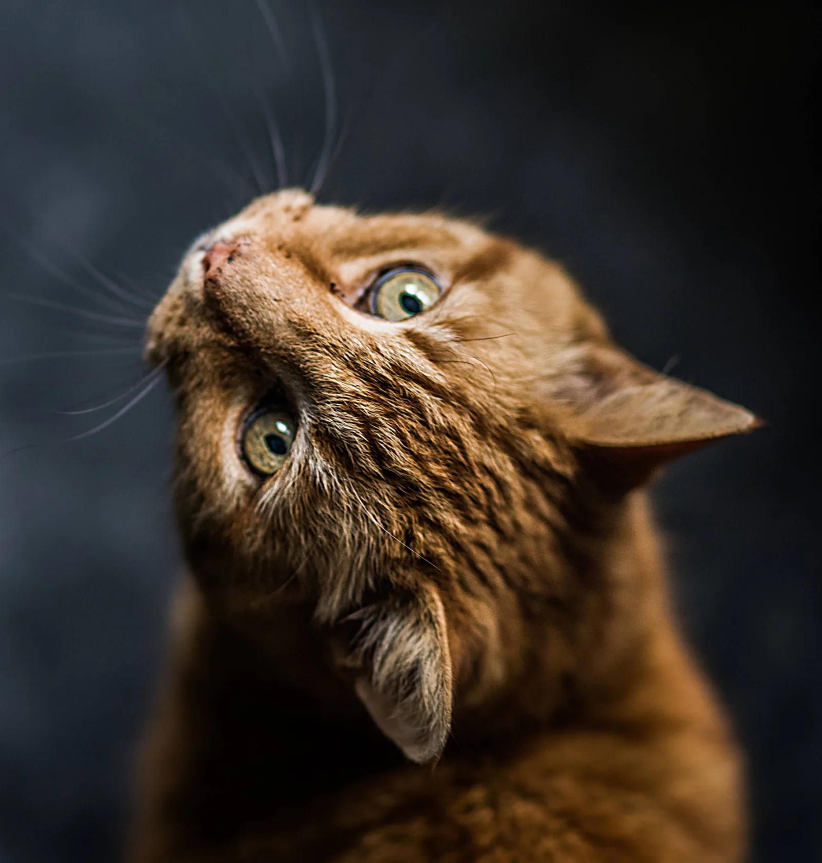 A cat looking up attentively